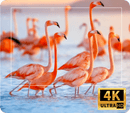 Projetor de Cinema LED 4k - Wi-Fi - Android